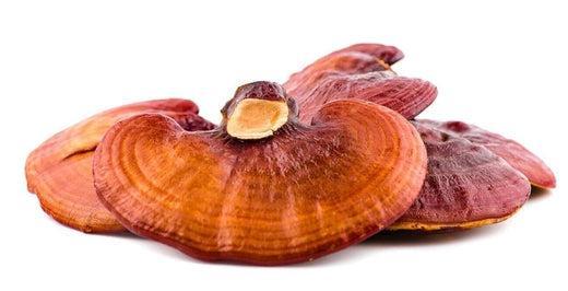 Cordyceps vs. chaga vs. red reishi (the difference)