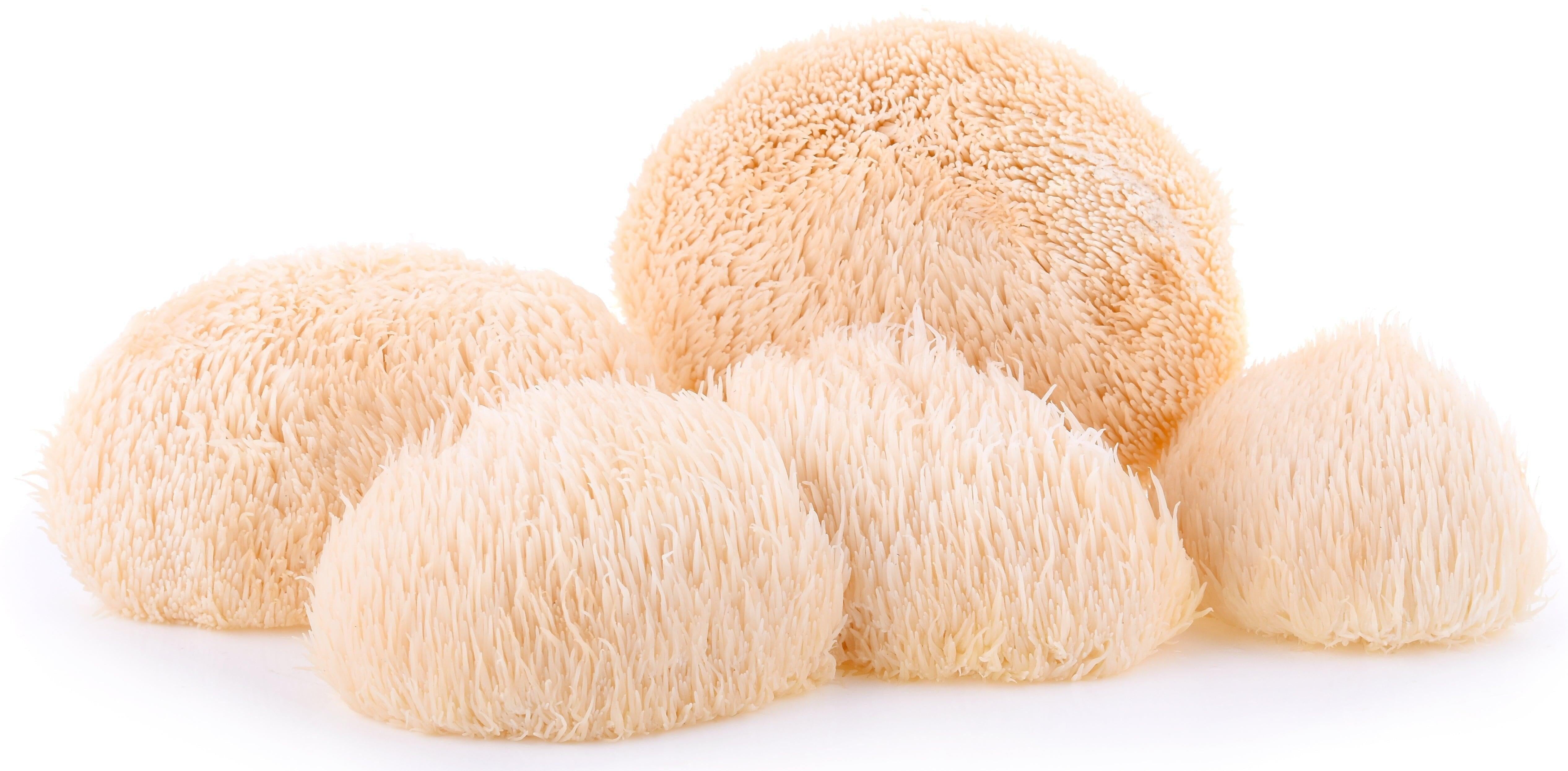 Is Lion's Mane the same as Turkey Tail?