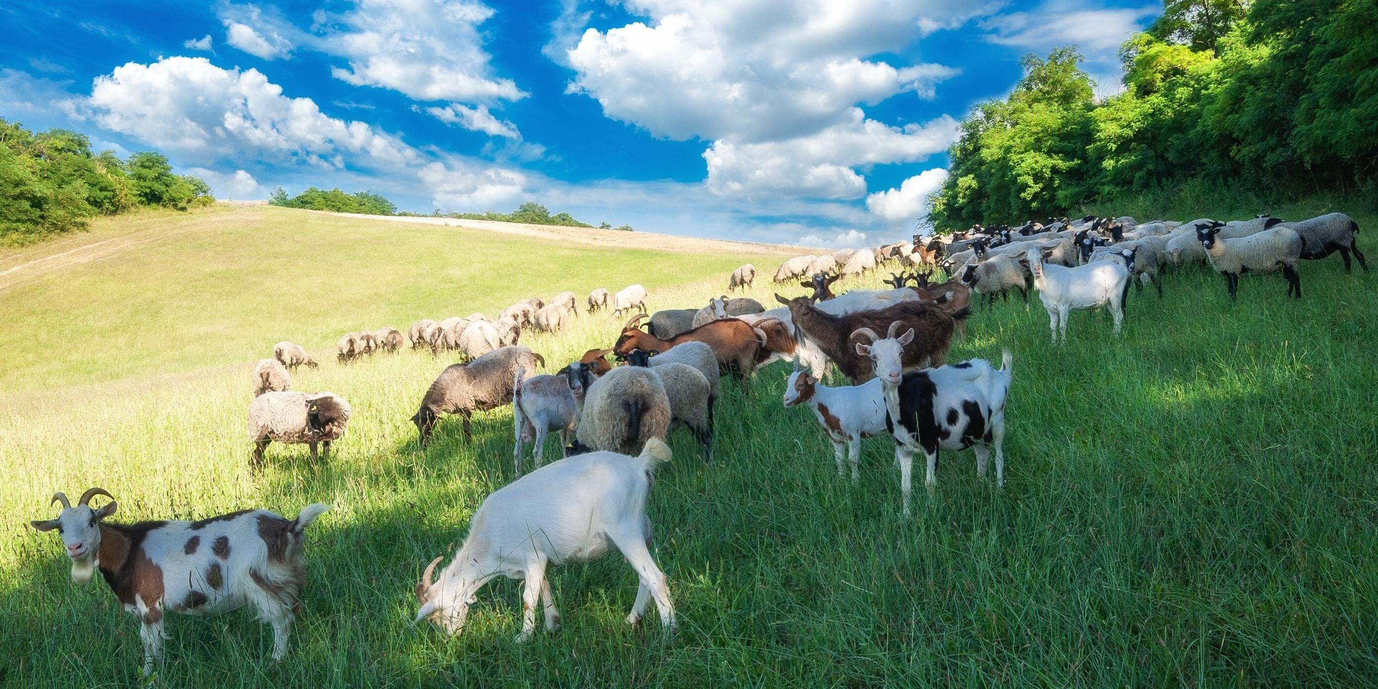 Is Powdered Goat Milk Good for You? (vs. Cow milk)
