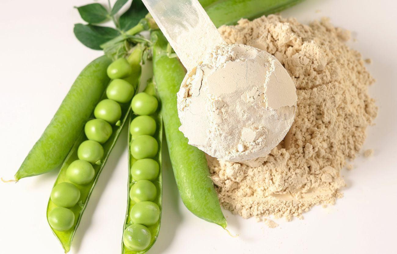 This is a picture of a pea protein powder in plastic scoop with fresh green peas on white background.
