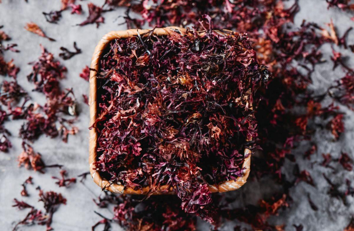 sea-moss-nutrition-facts-5-health-benefits-z-natural-foods