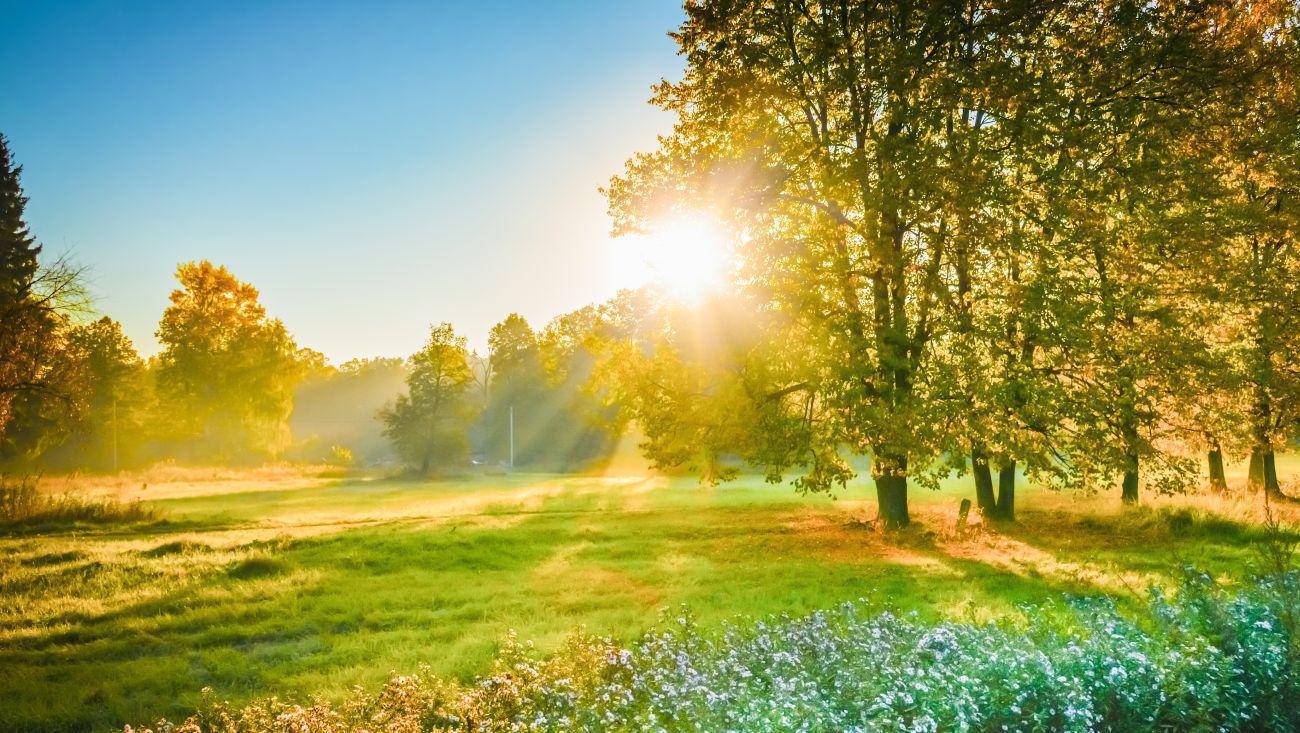 This is a picture of a beautiful spring day with the sun peaking thru the trees.