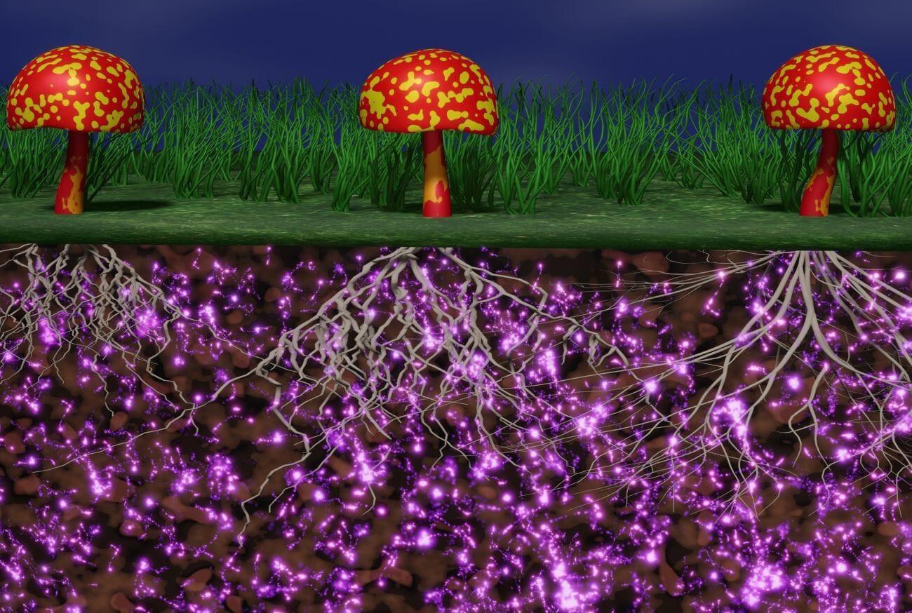 What are the three main parts of a mushroom?