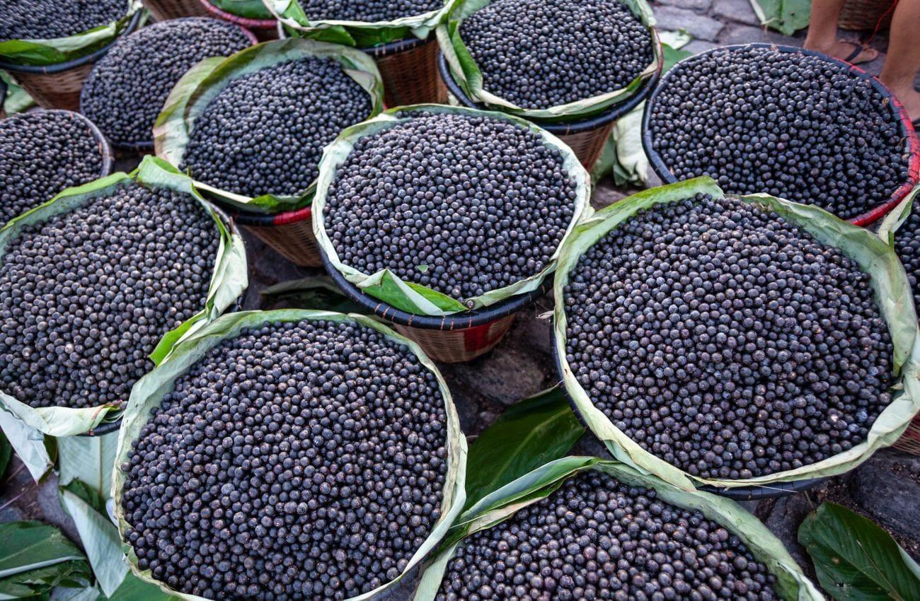 This is a picture of 12 large, lined buckets filled whole fresh with acai berries.