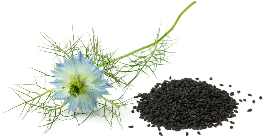 Image of Black Seeds next to flowering Nigella sativa branch.