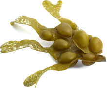 Bladderwrack leaf on white background