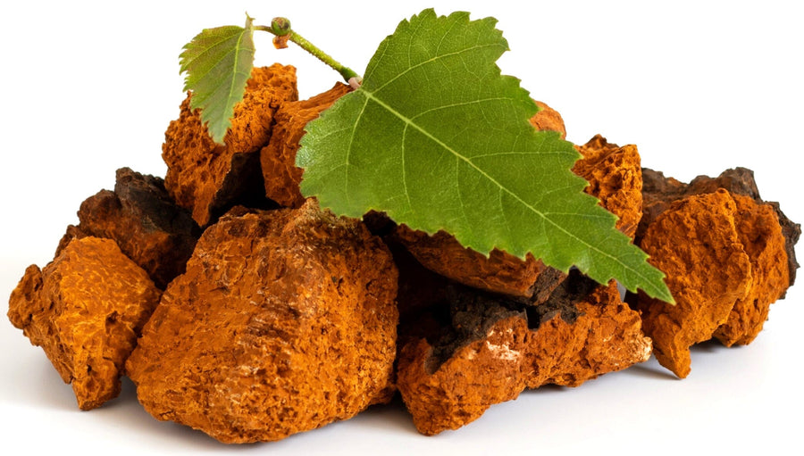 Photo of chunks of brown chaga mushroom and birch leaf