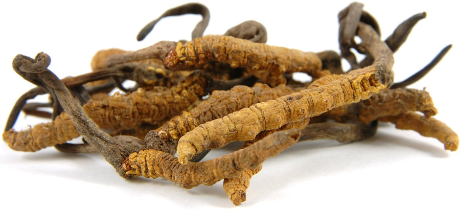 Pile of natural dried Cordyceps Mushrooms from real caterpillars