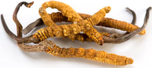 Image of 4 dried Cordycep mushrooms
