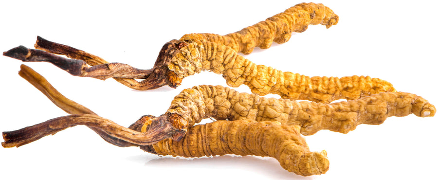 Image of 4 dried cordycep mushrooms