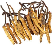 Image of a bunch of cordycep mushrooms