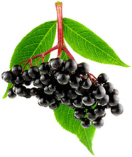 Photo of black Elderberries attached to stem with leaves