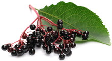 Black Elderberries on stem with leaf - Organic Freeze Dried Fruit Powders Z Natural Foods