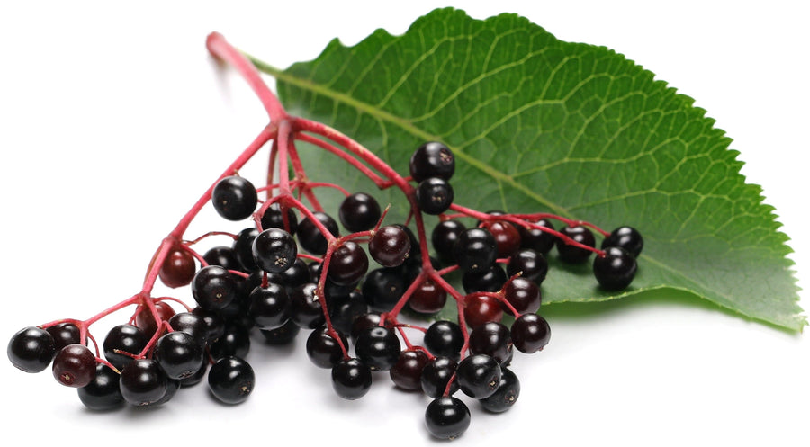 Black Elderberries on stem with leaf - Organic Freeze Dried Fruit Powders Z Natural Foods