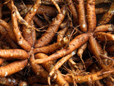 Image of a bunch of brown Forskohlii Roots