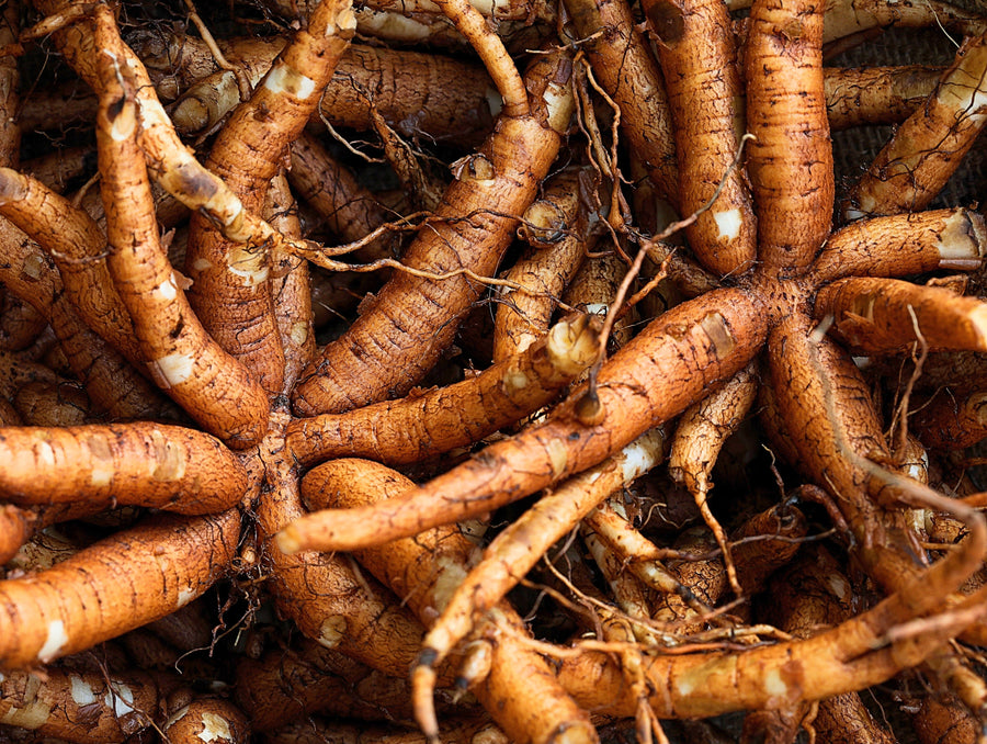 Image of a bunch of brown Forskohlii Roots