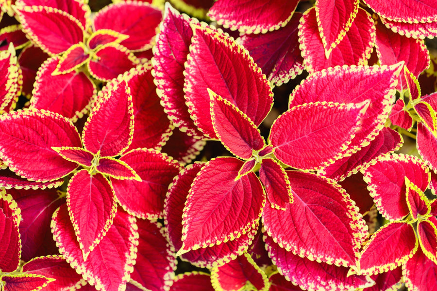 Close up image of Forskohlii leaves showing bright red and yellow colors