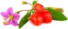 Image of Goji plant stem with berries, leaves, and flower.