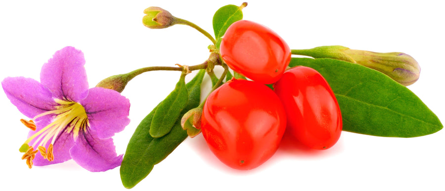 Image of Goji plant stem with berries, leaves, and flower.