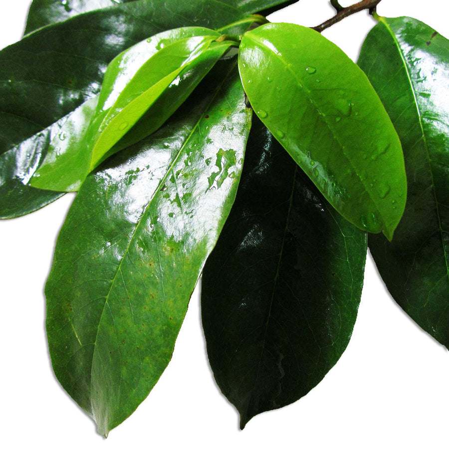 Image of green Graviola Leaves