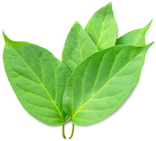 Closeup image of Gymnema Sylvestre Leaves on white background.