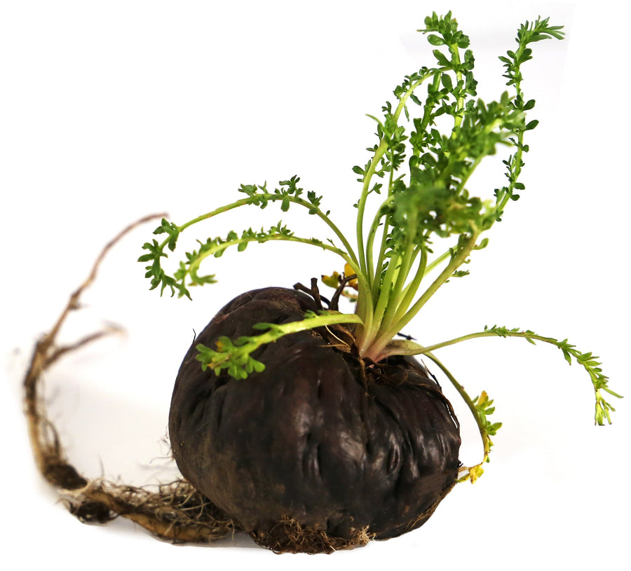 Closeup image Maca Root slices.