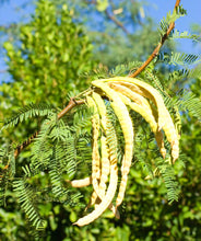 Mesquite Powder (Flour) - Organic Raw