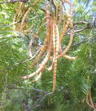 Mesquite Powder (Flour) - Organic Raw