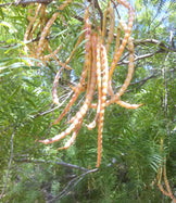 Mesquite Powder (Flour) - Organic Raw