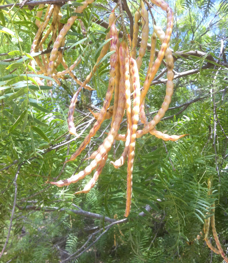Mesquite Powder (Flour) - Organic Raw