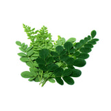Moringa leaf branches with green Moringa Leaf's stacked in pile