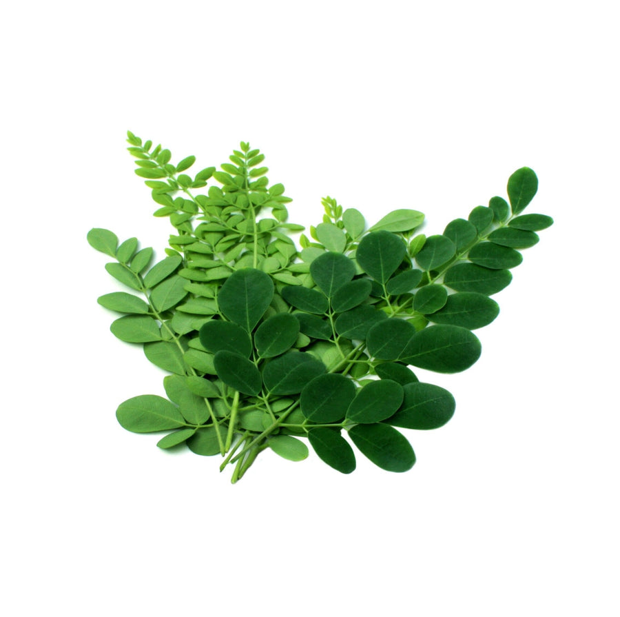 Moringa leaf branches with green Moringa Leaf's stacked in pile