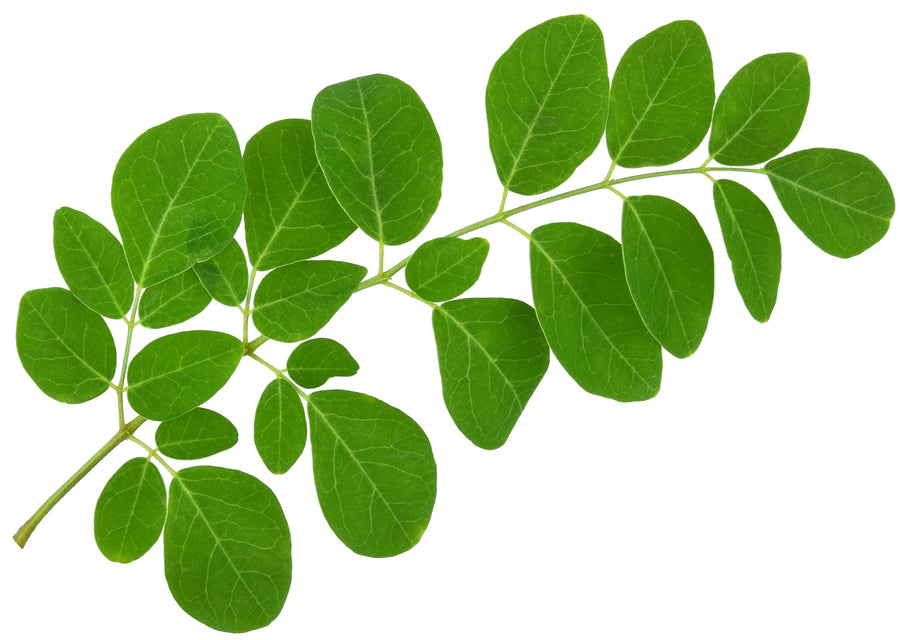 Moringa leaf branch with green Moringa Leaf's