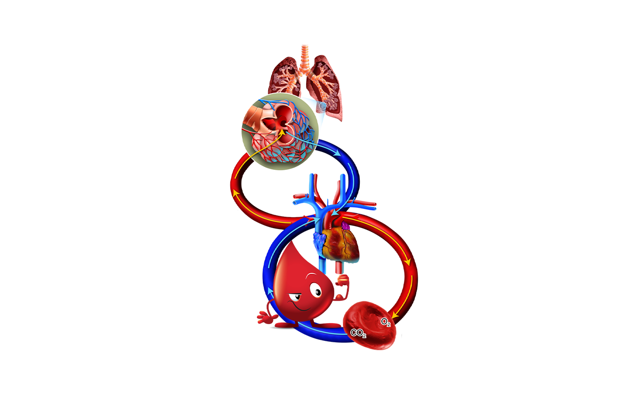 Cartoon depiction of cardiovascular system