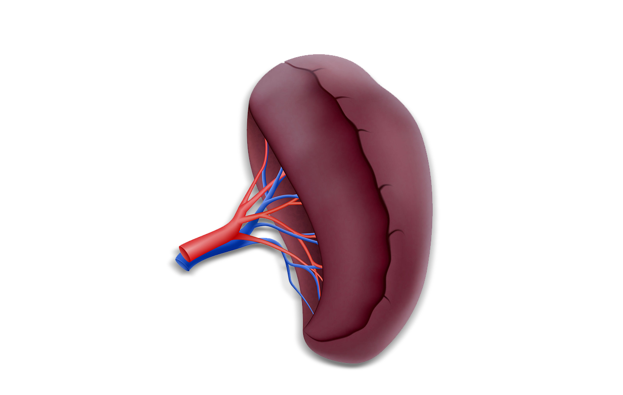 Drawing of healthy spleen