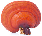 Close photo of single Red Reishi Mushroom