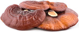 Image of Red Reishi Mushroom on white background.