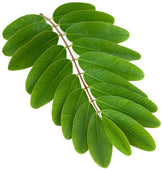 Photo of Senna tree stem full of pretty green oblong leaves