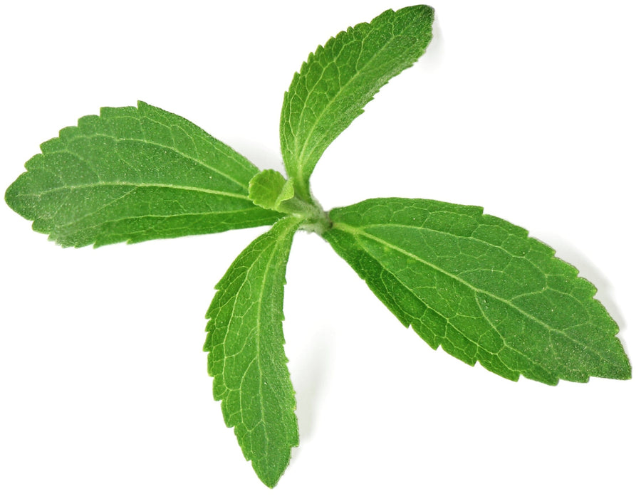 Close photo of top of stevia plant with 4 leaves
