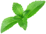 Stevia leaf laying on white background