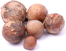 Tamanu Seeds, some cracked and in shell laying on white table