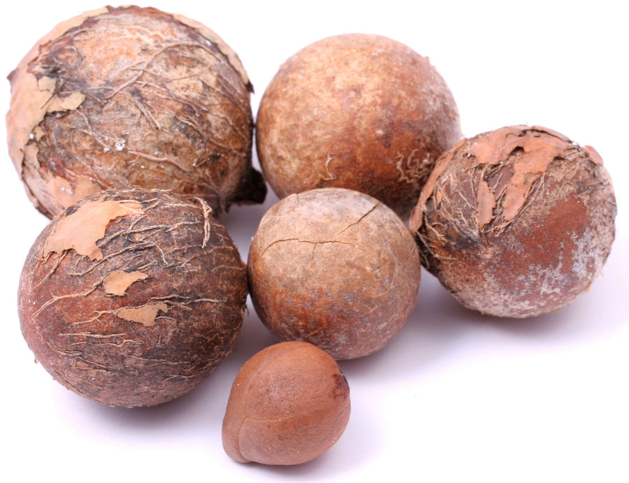 Tamanu Seeds, some cracked and in shell laying on white table