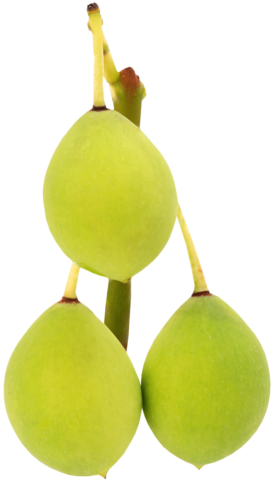 Tamanu seeds hanging from a stem