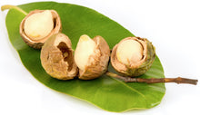 Cracked Tamanu Seeds laying on green Tamanu leaf.