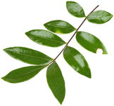 Tongkat Ali Root tree green leaves