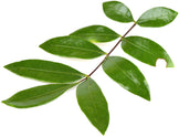 Image of Tongkat Ali leaves