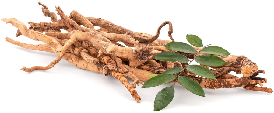 Image of Tongkat Ali roots and leaves