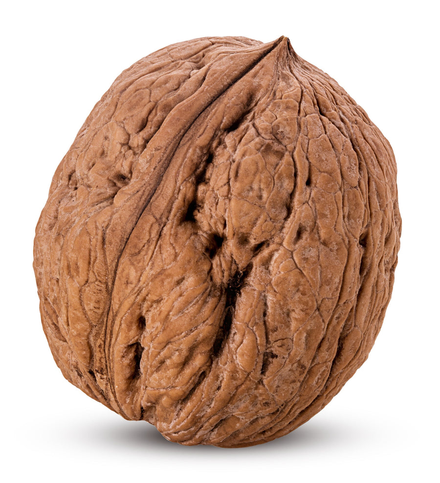 Closeup image of Walnut kernel on white background