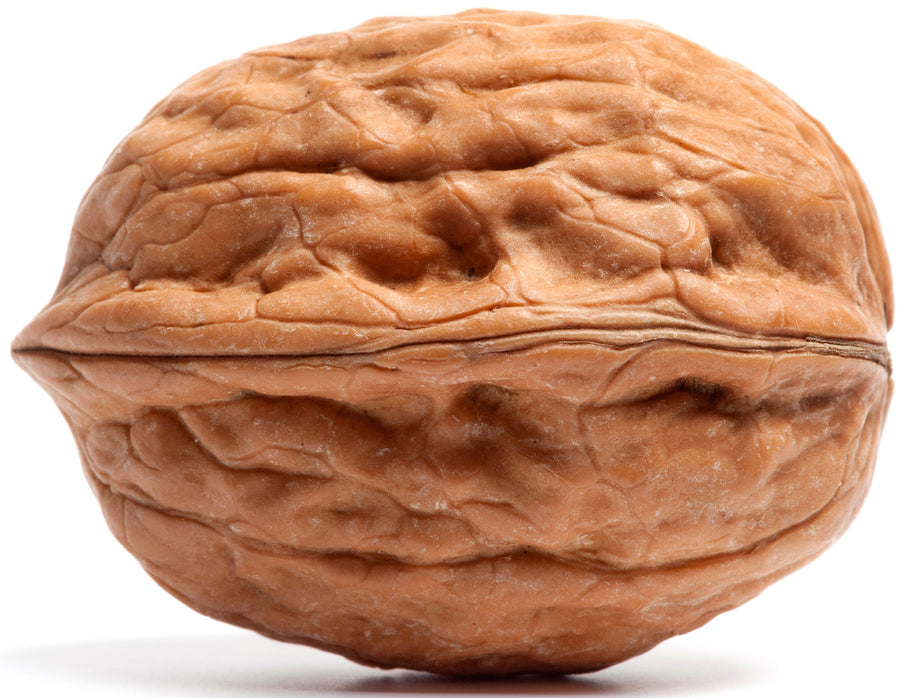 Closeup image of Walnut kernel on white background