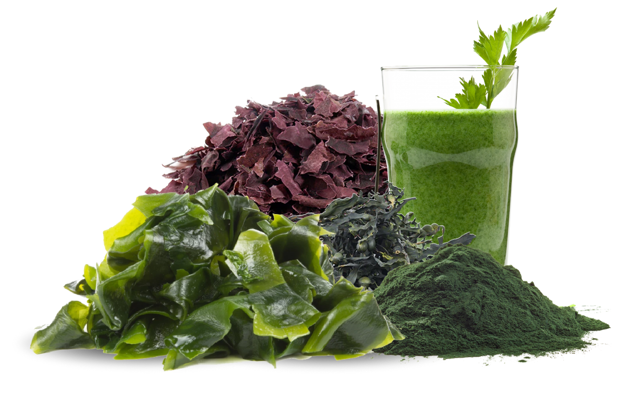 Image of different types of algae in powdered and whole form
